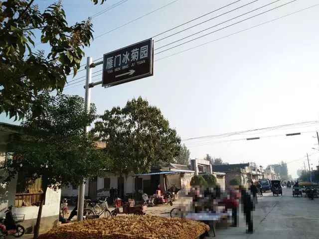 如何找到云臺(tái)冰菊？怎樣找到云臺(tái)冰菊？